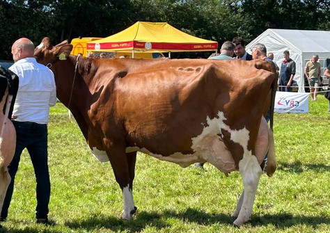 Visstein Akim P Red VG-88