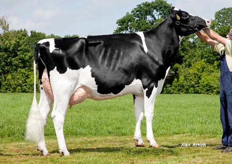 Visstein Alinde VG-87