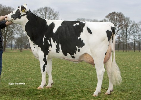 Visstein Carina VG-87