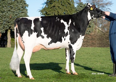 K&L PL Dellia 6538 VG-87