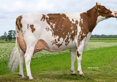 Visstein K&L SV Aderina Red VG-89