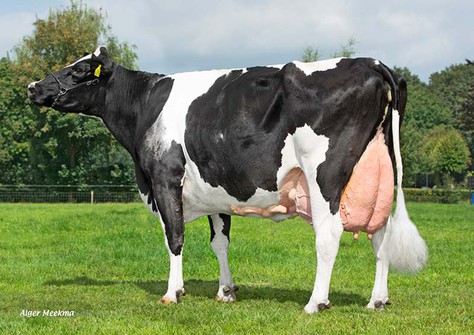 Visstein Octavie P VG-86