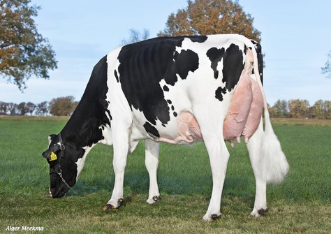 VMO Endless Dellia RDC VG-85