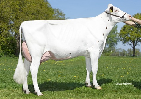 VMO Louisa Red VG-85