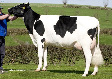 VVH Viera 12 RF VG-86