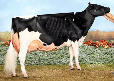 Walk-Era Dundee Annelise EX-95 Walk-Era Dundee Annelise EX-95