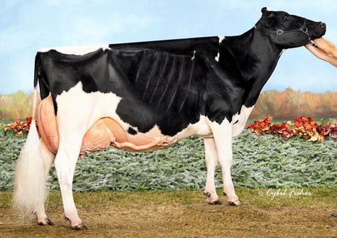 Walk-Era Dundee Annelise EX-95