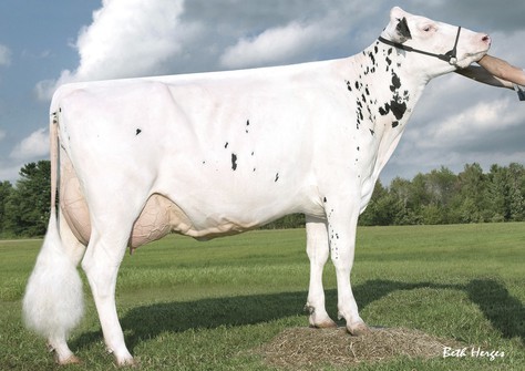 Wargo-Acres Blton Mopsie-ET EX-93