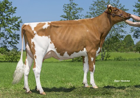 Watermolen Dusk Lady Red, full sister to Laura Red VG-85
