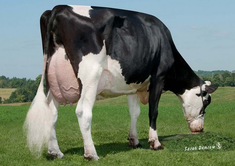 WD-Homeplace O Man Tatiana VG-88