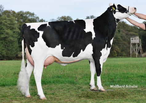 WEH Bronco Janet VG-85