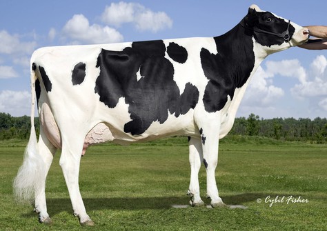 Welcome Bolton Gina (Bolton) VG-86