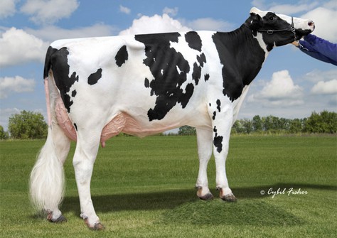 Welcome Legacy Gaye EX-90