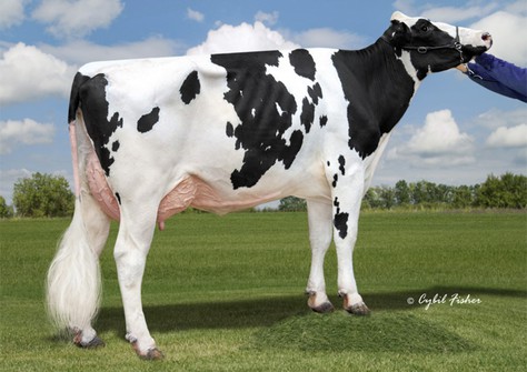 Welcome Legacy Gaye VG-88