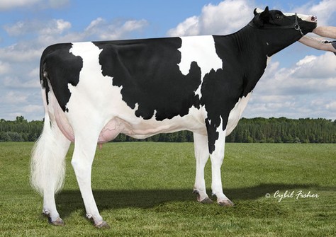 Welcome Man-O-Man Walton VG-85