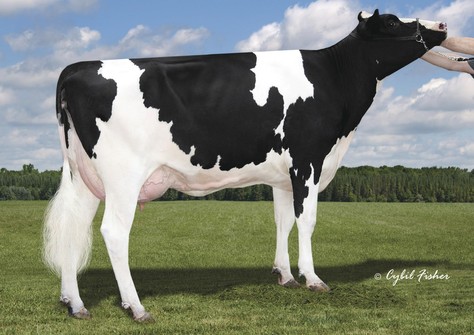 Welcome Man-O-Man Walton VG-85 Welcome Man-O-Man Walton VG-85