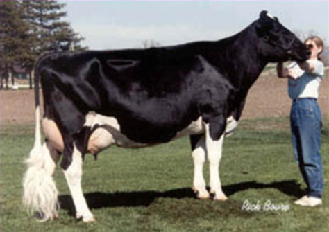 Wesswood Elton Mimi EX-90