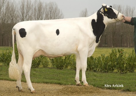 Willems Hoeve Rita 402 RF VG-88