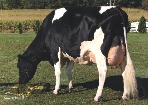 Whittier-Farms Lead Mae EX-95 Whittier-Farms Lead Mae EX-95