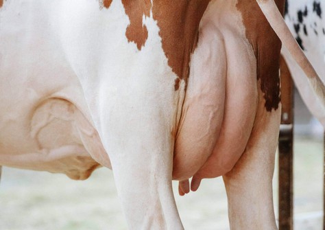 Whittier-Farms Monica-Red EX-91 Whittier-Farms Monica-Red EX-91