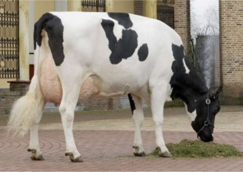 Wietske 9122 VG-86 Wietske 9122 VG-86