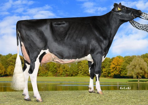 Wilder Herz P VG-87