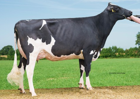 Wilder Holiday P VG-89