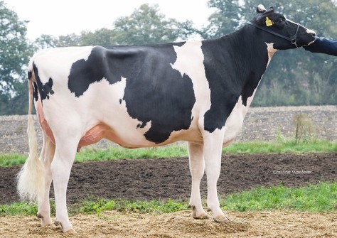 Wilder Sunshine RDC VG-86