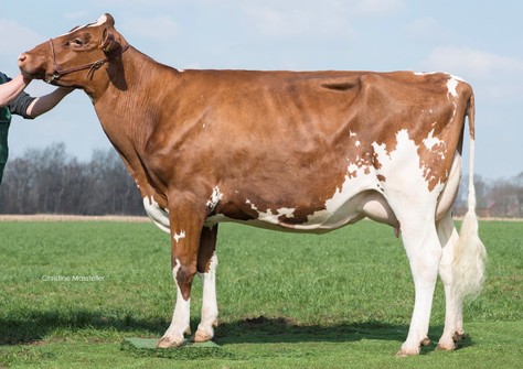 WIlder Coco P-Red VG-86