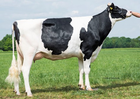 Wilder Hilly EX-90