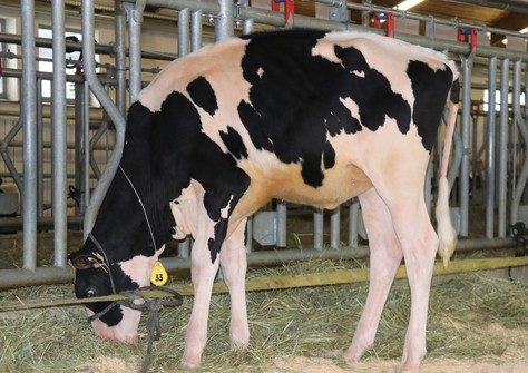 Wilder Holiday Season VG-85