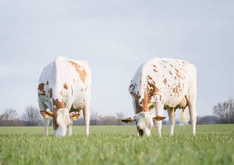 R:Wilder K33 VG-88 and L:Wilder K25 Red EX-90