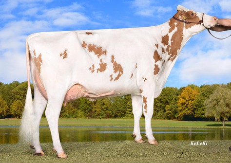 Wilder K25 Red VG-86