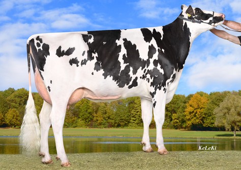 Wilder Kaiserin RDC VG-85