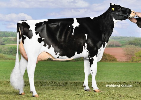 Wilder Karat RDC VG-88, Numero Uno x Kanu 111 VG-88