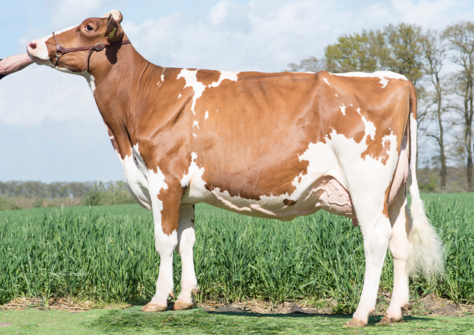 Wilder Kia Red VG-88, Larson x Kanu 111 VG-88