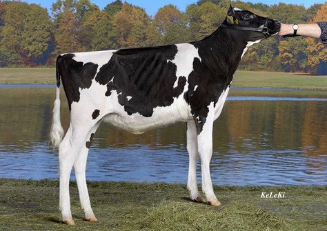 Wilder Marta VG-85