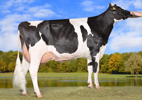 Wilder Mayn EX-90