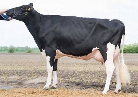 Wilder Meta VG-86