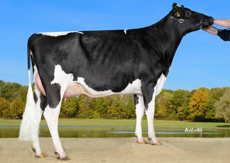 Wilder Meggy VG-86