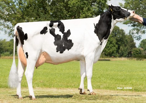 Wilder Sopro RDC VG-85