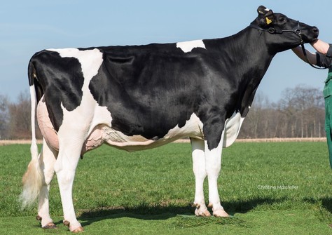 Wilder Wonne VG-88