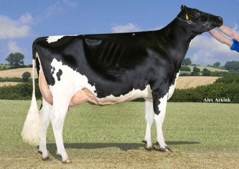 Willem's Hoeve Baily 653 VG-89