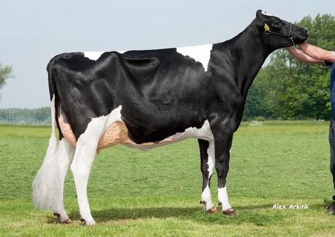 Willem's Hoeve Javina 903 TY VG-87 Willem's Hoeve Javina 903 TY VG-87