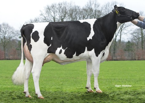 Willem's Hoeve Marcia P RDC VG-86