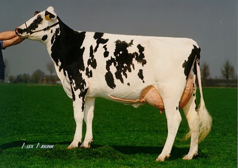 Willem's Hoeve Rita 232A VG-89