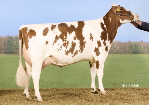 Willem's Hoeve Rita 0438 Red VG-87