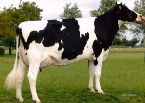 Willem's Hoeve Rita 282 VG-88