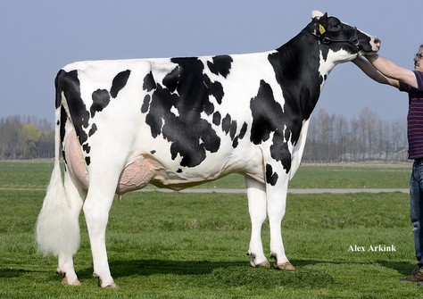 Willems Hoeve Rita 3248 VG-86