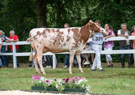 Willem's-Hoeve Redpower Rita 2 VG-87